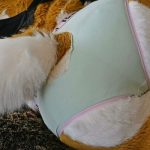 lotuslafawn_682f04d0e93d0.jpeg